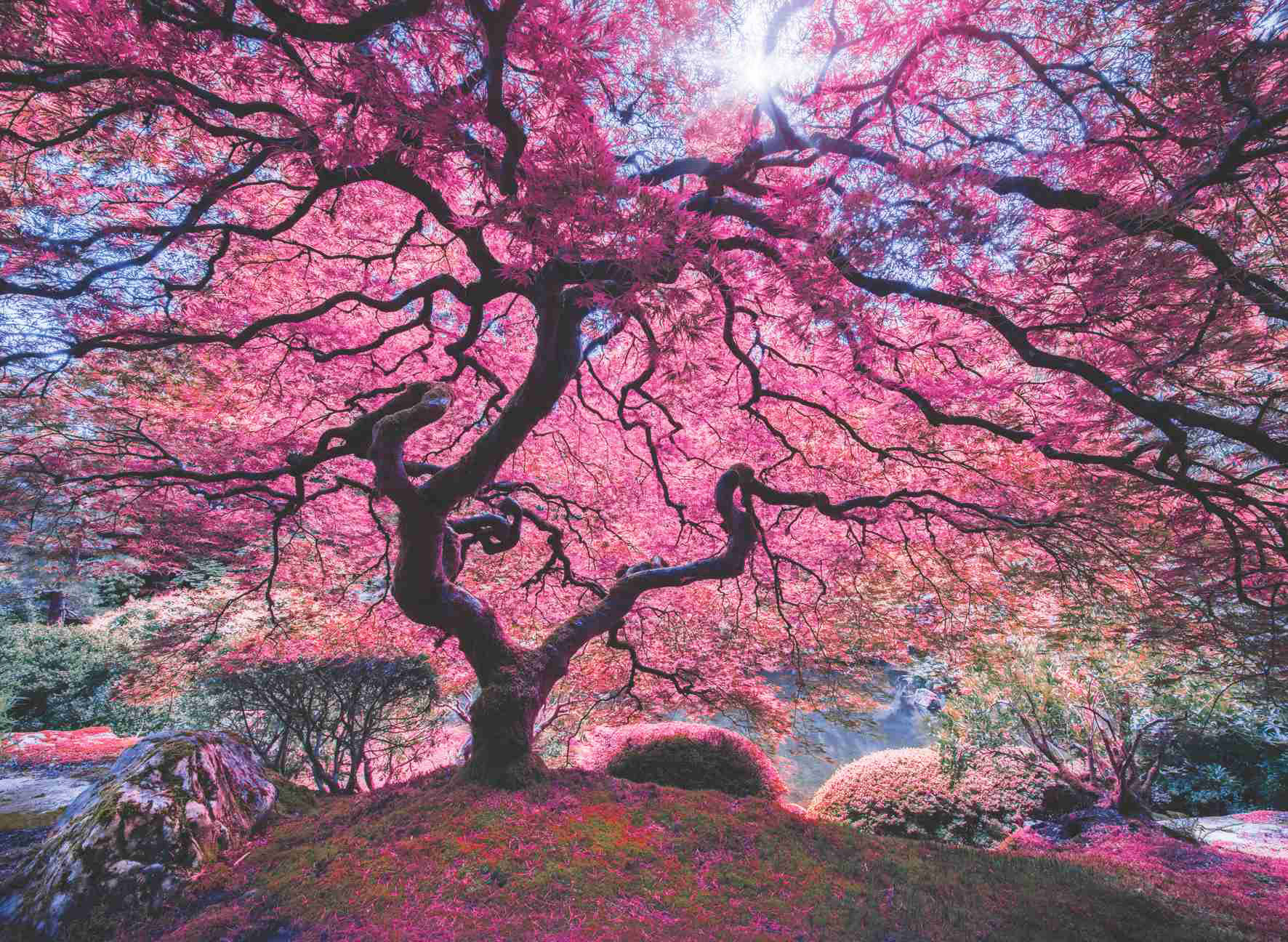 Pink Tree Puzzle 1000 1037