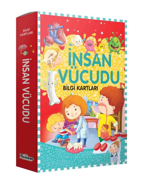 Bilgi Kartları  İnsan Vücudu